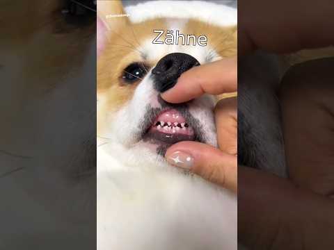 Die Dawgs machen mäh #lustig #witzig #funny #tiere #animals #meme #lachen #happy #2homiedawgs