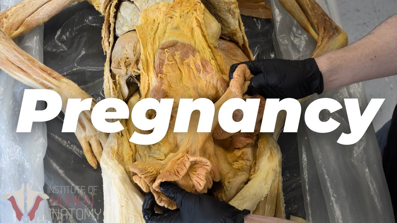 What Pregnancy Does to the Body