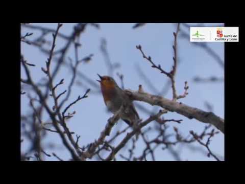 Aves desde mi ventana - Capítulo 1