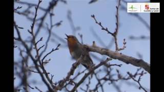 Aves desde mi ventana - Capítulo 1