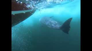 Fungie the Dingle Dolphin  ''As We Fly South''