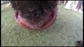 Dog's Eye View - August 8, 2013
