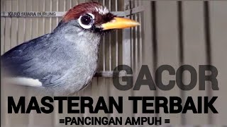 Download lagu Poksay Mandarin Paling Cerewet, pancingan Poksay Mandarin Gacor Dor,Kicau Burung Merdu mp3 Download lagu Poksay Mandarin Paling Cerewet, pancingan Poksay Mandarin Gacor Dor,Kicau Burung Merdu mp3
