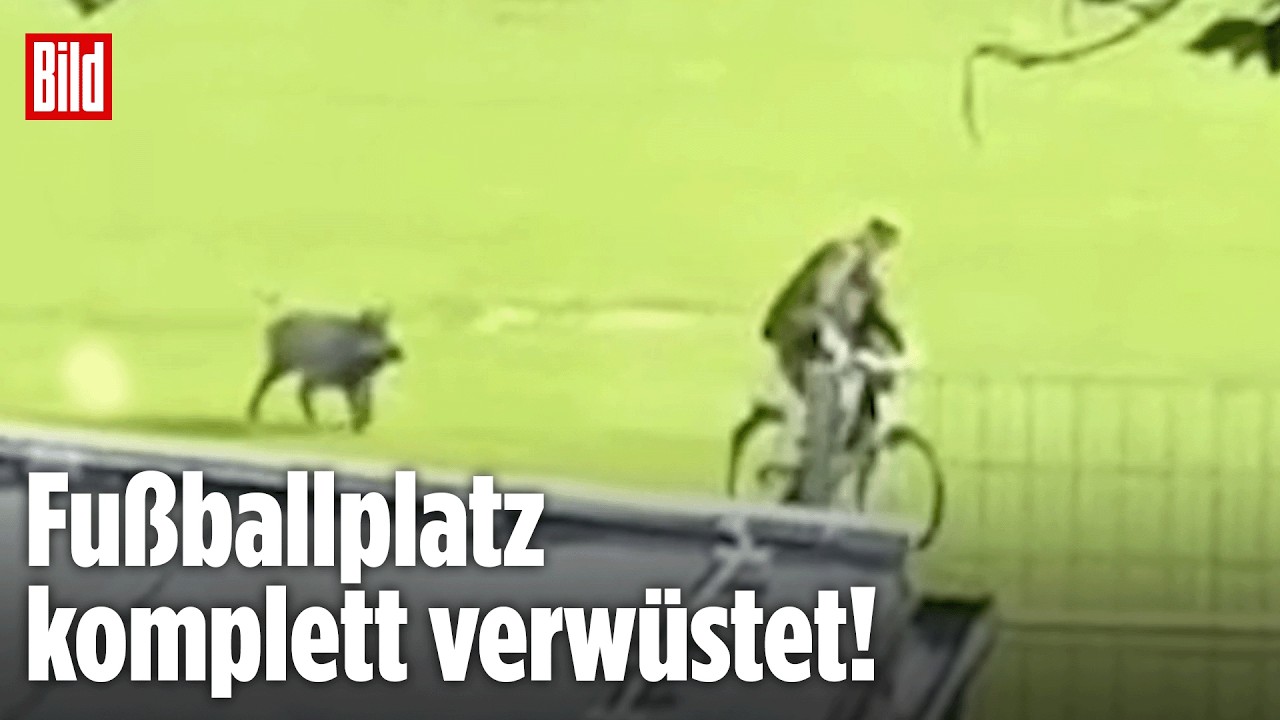 HAMBURG: Wildschwein auf der Jagd nach dem Platzwart! Tierisches Chaos