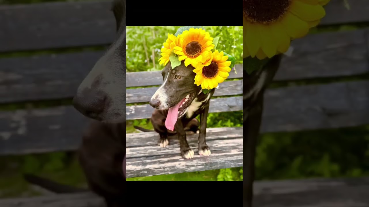 Enlarge Wanda, a Adoptable mixed breed in Nashua, NH video 6/6