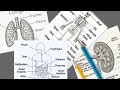 Digestive System Kidney Lungs Skeleton Drawing Easy Biology Diagrams For Students