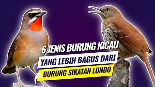 Download lagu 6 types of songbirds that are better than the London brushbird mp3