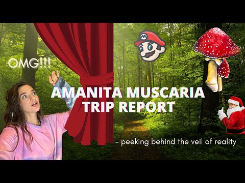 ARE WE LIVING IN A..? [Amanita Muscaria Trip Report]