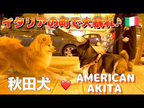 アメリカンアキタにかかりやすい病気