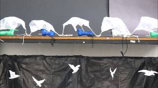 birds flying