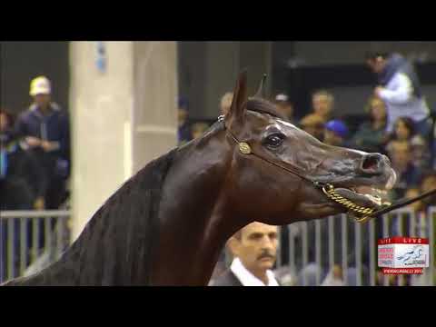 European Championships Verona 2013 - Junior Males Championship