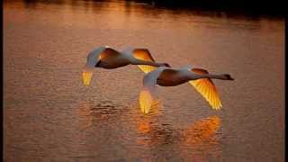 Paul Hardcastle - Free to Fly  *k~kat jazz café*  The Smoothjazz Loft