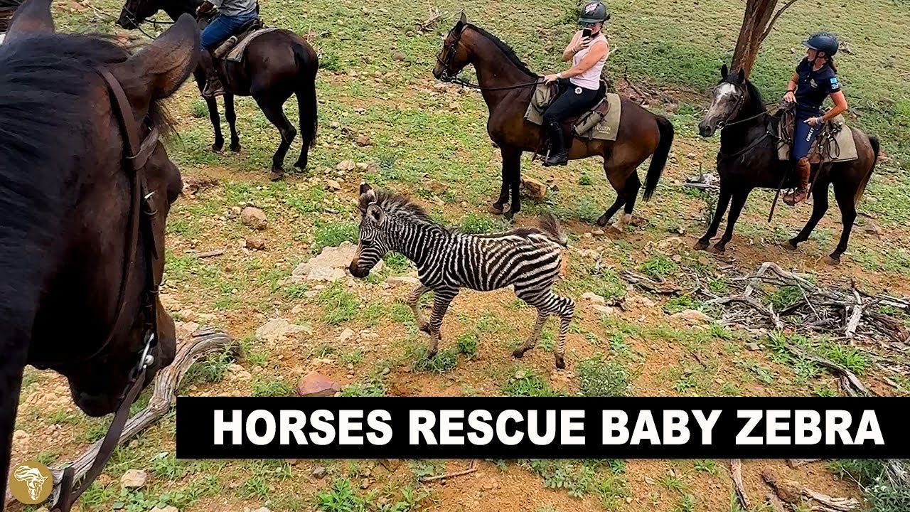 Horse and riders rescue a baby zebra on our Tuli horse riding safari in Botswana, Africa.