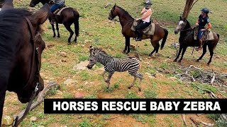 Horse and riders rescue a baby zebra on our Tuli horse riding safari in Botswana, Africa.