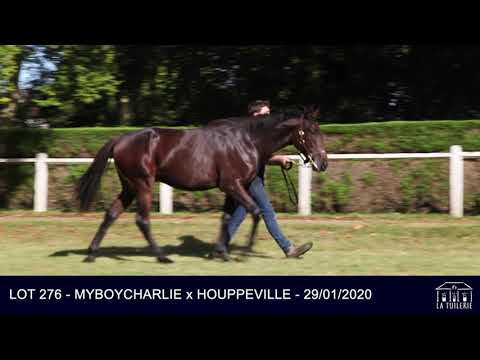 2021 October Yearling Sale - Lot 276 c. MYBOYCHARLIE x HOUPPEVILLE
