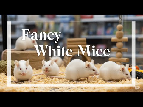 Fancy White Mice #Pets #Mice #Fancy #Whitemice #Fancymice #Fancywhitemice