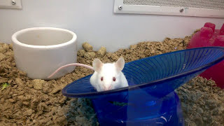 White Mice from Pet Store