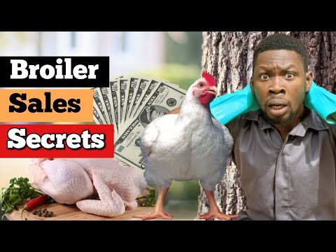 , title : 'Broiler Chicken Sales Secrets - How to sell your chickens and maximize profit'