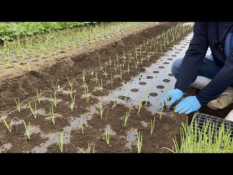 なぜ蘭にタマネギを入れるのですか？成長と開花を活性化するための4つの奇跡的なヒント  庭園