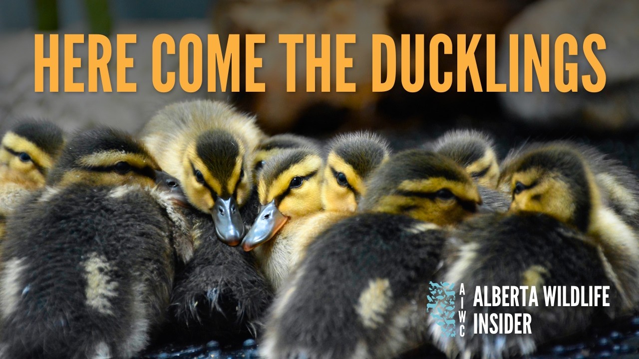 How we care for hundreds of ducklings!