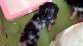 7 week old mini Aussie Doodle puppies at play
