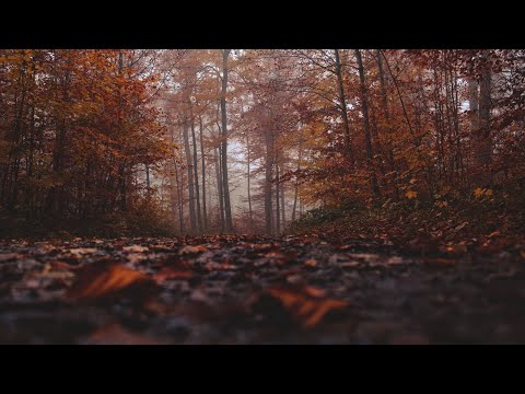 Damaris Iacoban - O nu te teme