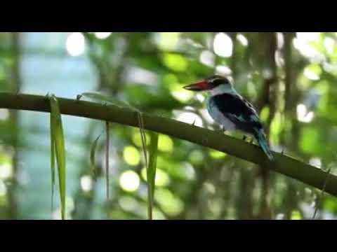 Cornelho   #Stleva Cornelho