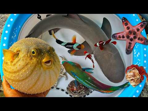 Catch pufferfish and shellfish, eel, crab, ornamental fish, saltwater fish, shark, and colorful fish