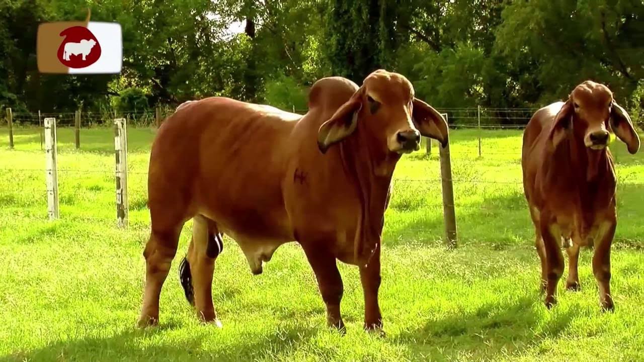 Ganado angus y Brangus para producción de carne - TvAgro por Juan Gonzalo Angel