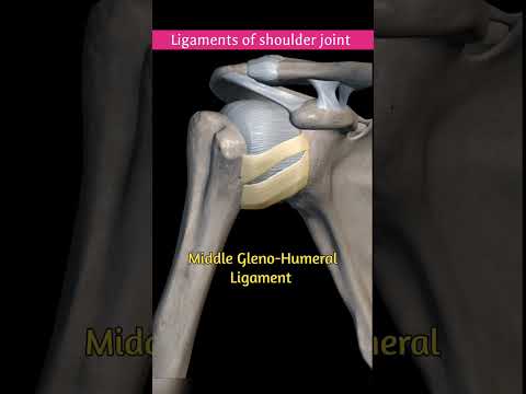 The Ligament of the Shoulder Joint: You Need To Know