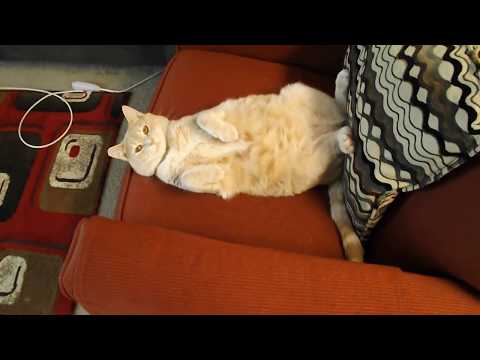 My cat loves the belly rubs - YouTube