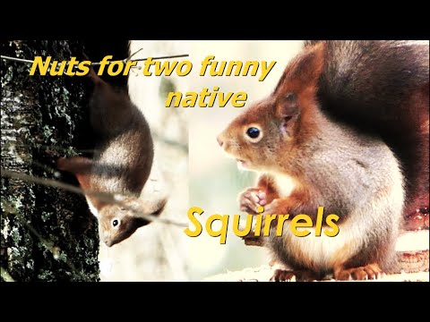 Nuts for two funny European Squirrels-an enjoyable breakfast :)