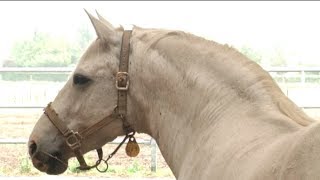 Equine super foods with Dr. Carol Michael, part 4: Let your horse lose weight during winter