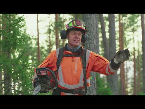 Arbete med motorsåg i skogen