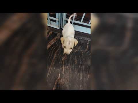 baby shiro atrocties || little boy shiro||