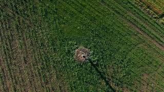DJI Mavic 2 Pro drone  - A Flight Over a Stark's Nest