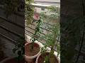 Bago Ke Har Phool Ko Apna Samje Bagwan ️ ️ Bagwan Status Barish Shortvideo