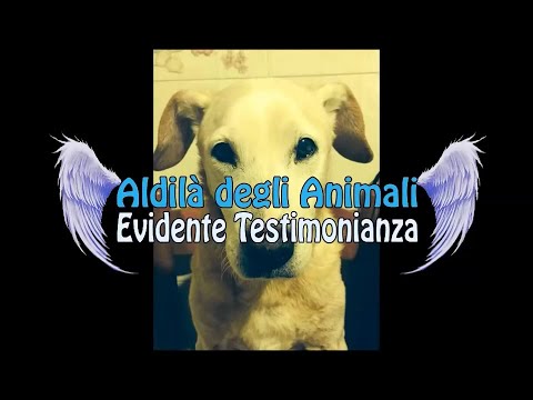 Coniugi Desideri - ALDILA' DEGLI ANIMALI, EVIDENTE TESTIMONIANZA  (foto paranormale)