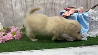 ハーフ犬の動画01