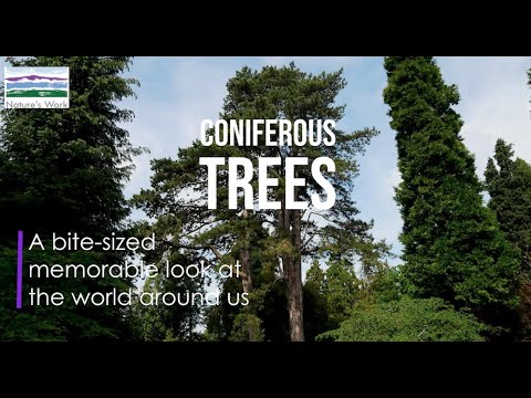 Coniferous trees