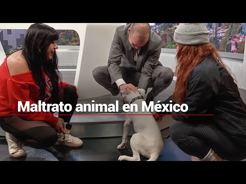 Maltrato animal | 70% de perros y el 60% de gatos se encuentran en situación de abandono en la calle