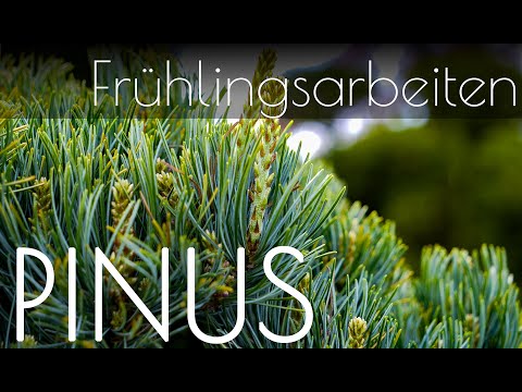 Mädchenkiefer Bonsai - Frühlingsarbeiten
