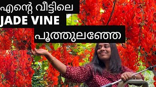 എന്റെ  വീട്ടിലെ  jade vine  പൂത്തുലഞ്ഞേ/ Jadevineplant malayalam / Best flowering creepers Malayalam