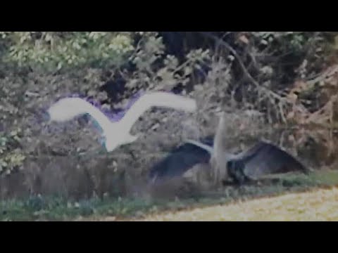 The Great Egret & the Great Blue Heron Forage for the same Food Sources on Honesty Lane Lagoon.