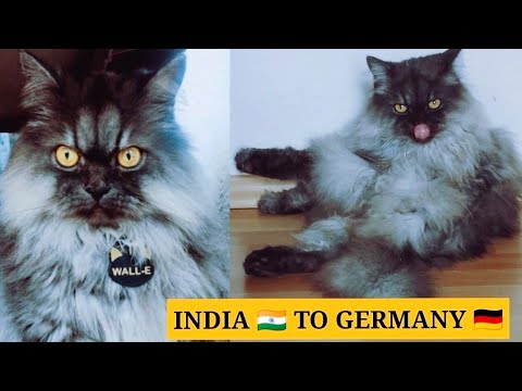 Siberian Cat's 😻Journey From India To Germany |ഒരു പൂച്ചയുടെ വിദേശ യാത്ര | Cat's Relocation #cat