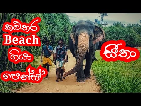 සීතා එක්ක කළුතර Beach ගියා පෙන්ස් | Seetha 🐘❤️