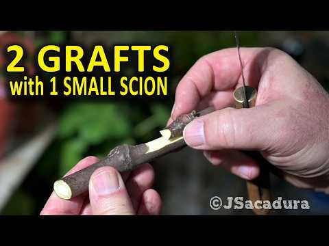 BEST GRAFTING TECHNIQUES | 2 GRAFTS with 1 SMALL SCION