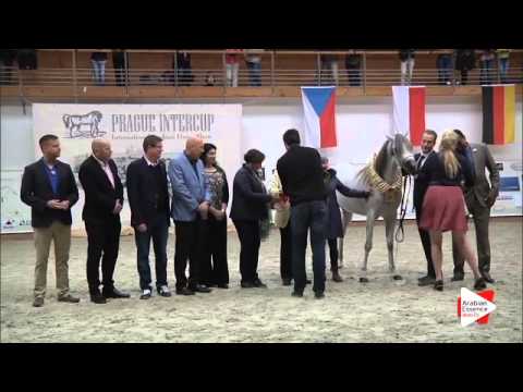 N 18 LAMIS AL KHALEDIAH   Prague Intercup 2015   Junior Females Championship Class 13 1st place