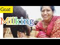 Goat Milking