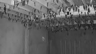 Download lagu SUARA PANGGIL WALET ASLI REC/SP. TN mp3 Download lagu SUARA PANGGIL WALET ASLI REC/SP. TN mp3